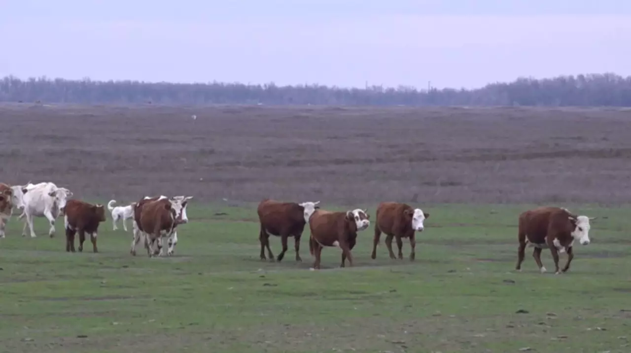 БҚО-да жолда жүрген малды дронмен анықтайды