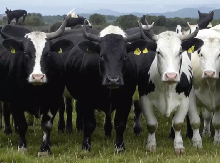 Калининградский крупный рогатый скот поехал в Казахстан.