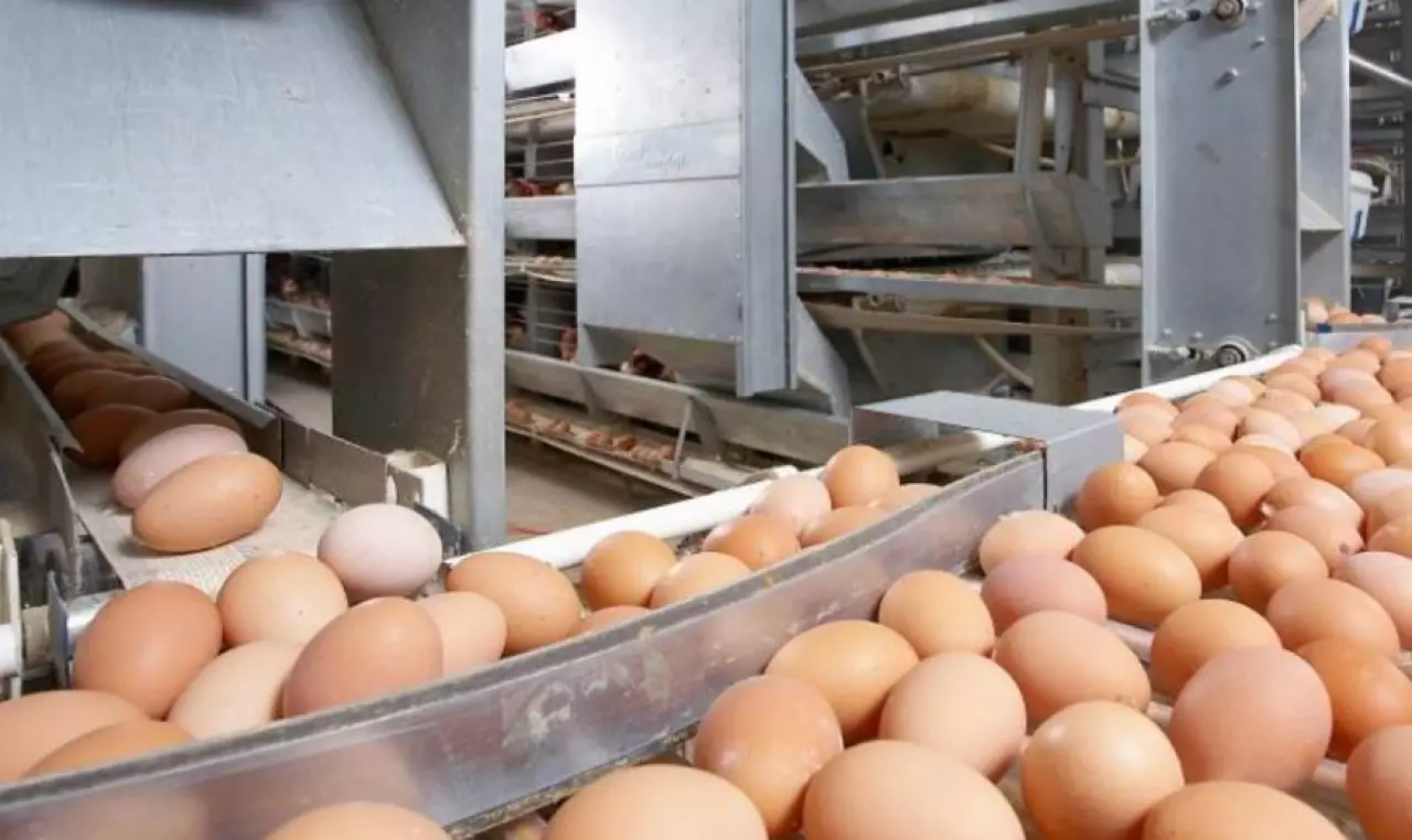 Ресейден тауық жұмыртқаларын заңсыз әкелмек болғандар анықталды