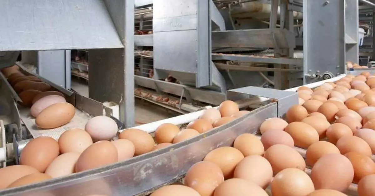  Ресейден Қазақстанға заңсыз 63 мың жұмыртқа өткізілмек болған 