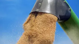 "Бидай басып қалған": СҚО-да қамбаға құлаған келіншек көз жұмды