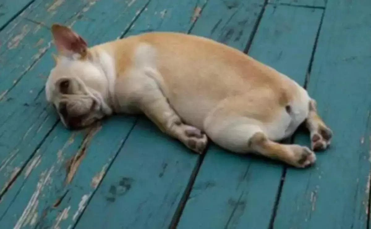 Названы самые ленивые знаки Зодиака - новости на Lada.kz 20.11.2025