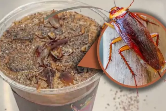 Қытай баристалары жаңа қорқынышты-сусын жасап шығарды