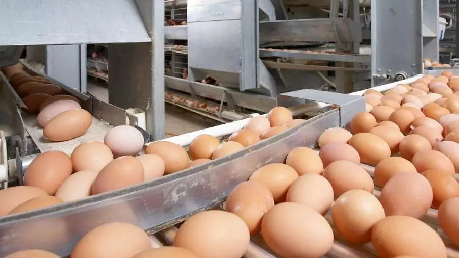 Елімізге Ресейден 63 мың жұмыртқа заңсыз кіргізілмек болды