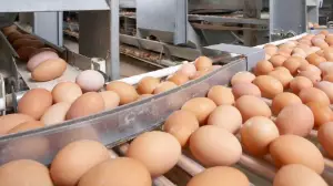 Ресейден заңсыз әкелінген тауық жұмыртқалары анықталды