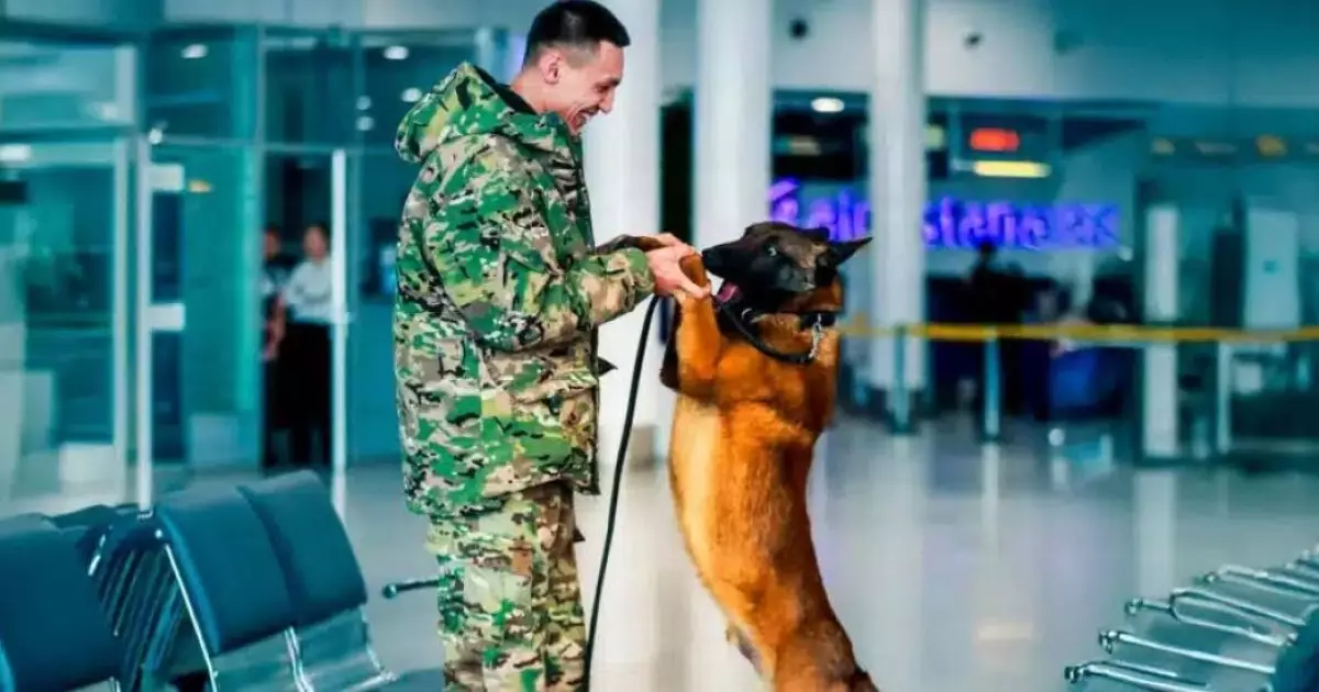  Овчарка-сапер из Астаны впечатлил пользователей своей работой 