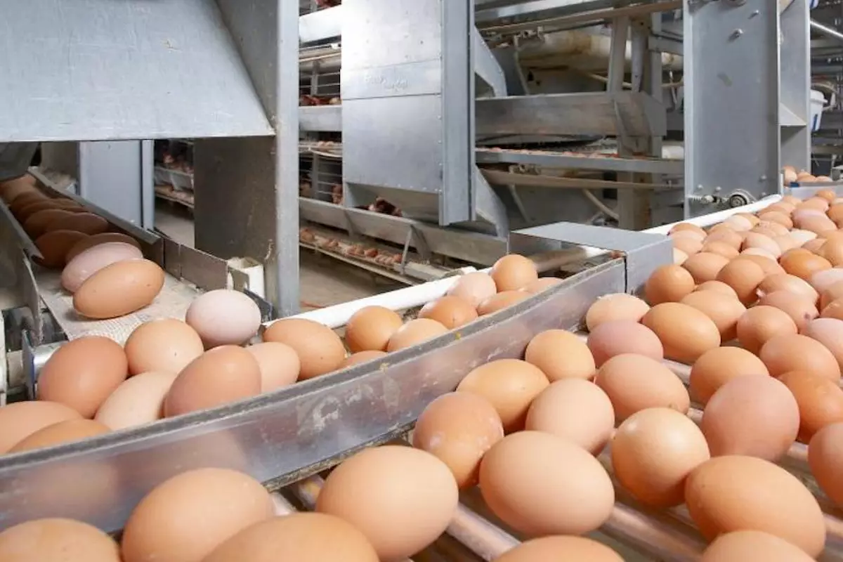 63 тысячи куриных яиц не пустили в Казахстан: груз вернули в Россию