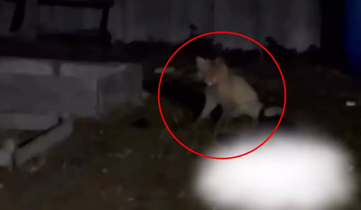 Агрессивная лиса загрызла кошку и набросилась на собаку в СКО (ВИДЕО)