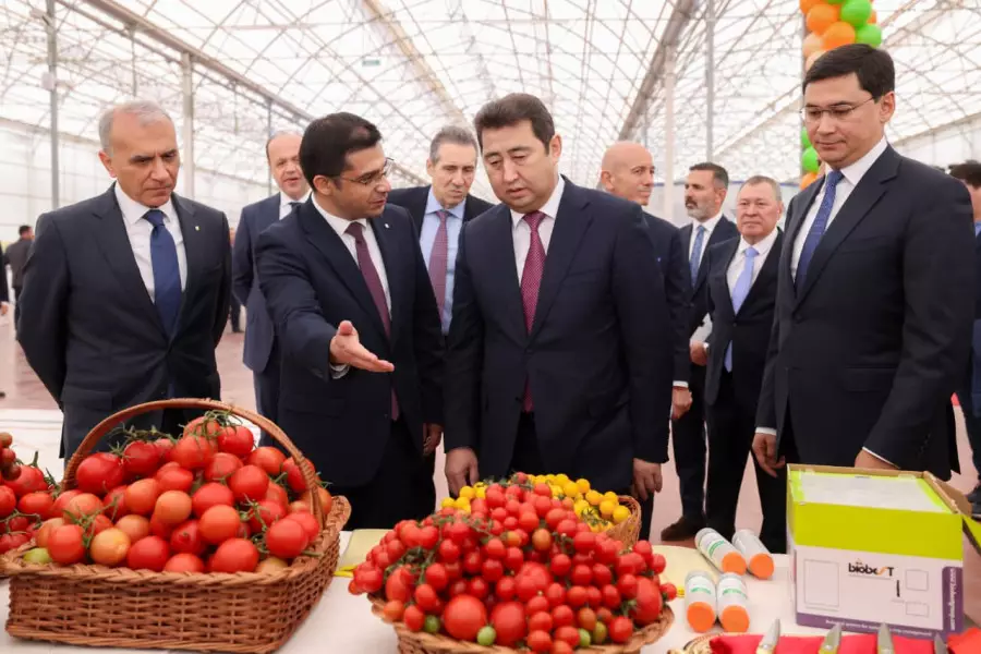 Шымкентте жаңа жылыжай кешенінде алғашқы қызанақ өнімі жиналды