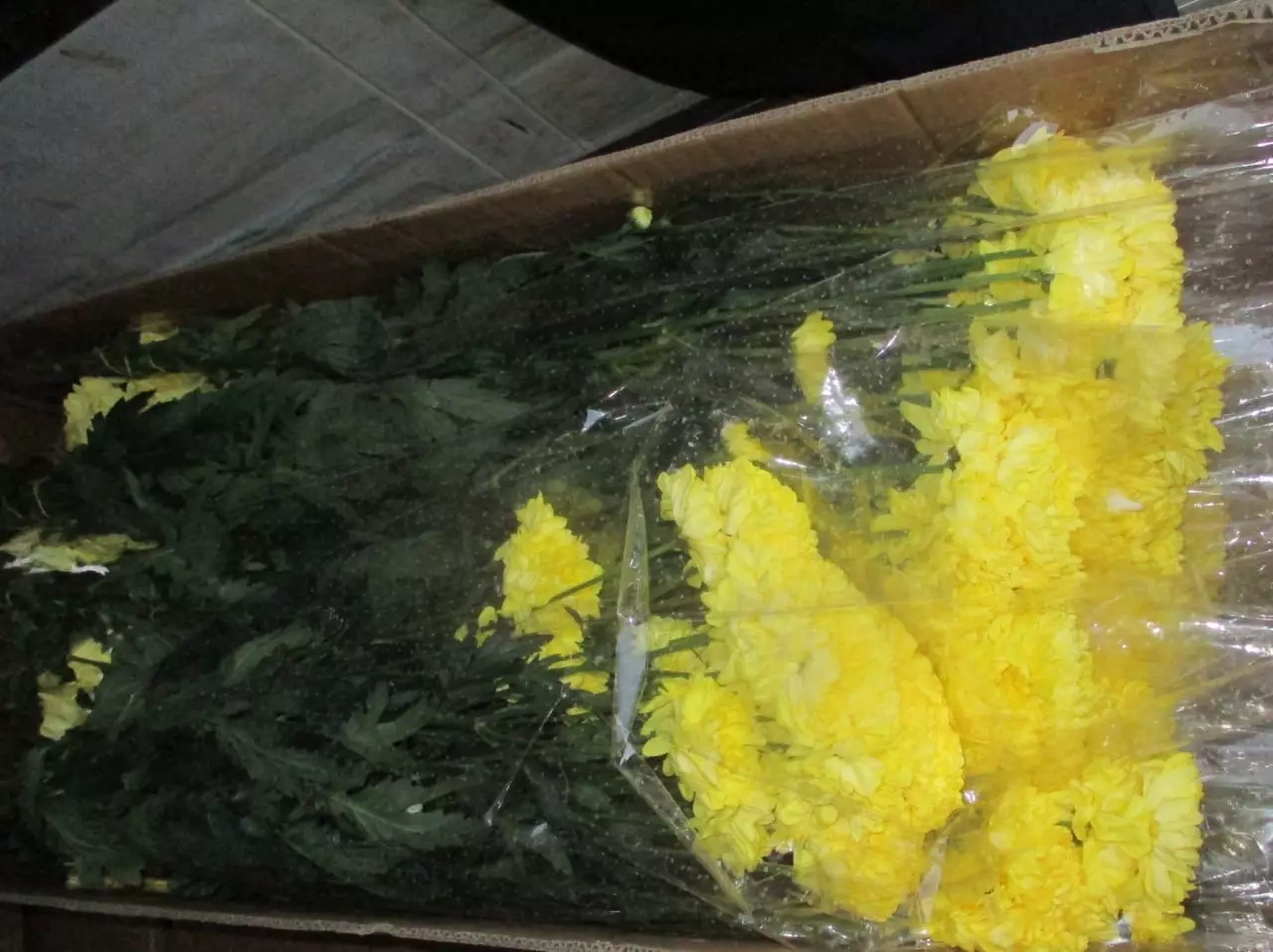 15 тысяч хризантем из Казахстана не прошли контроль в Оренбуржье.