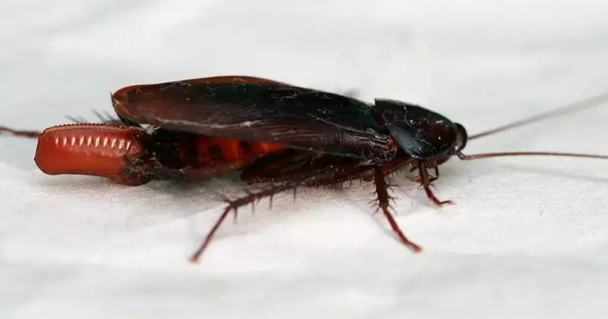  Тарақандарға қатысты видеодан кейін Алматыдағы балабақша жабылды 