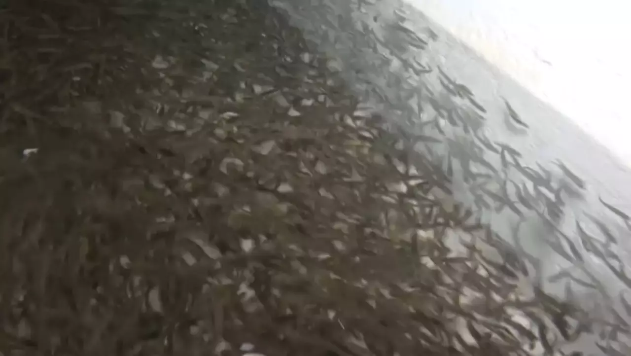 В Жетысу активно развивается рыбоводство