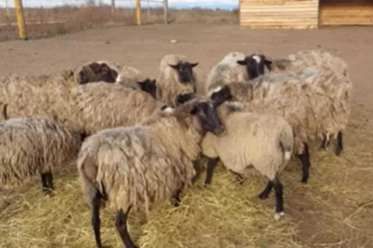 В Кульсары хозяин лишился всего скота после ночного нападения хищника