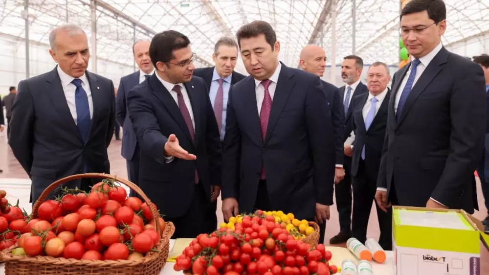 В Шымкенте в новом тепличном комплексе собрали первый урожай томатов
