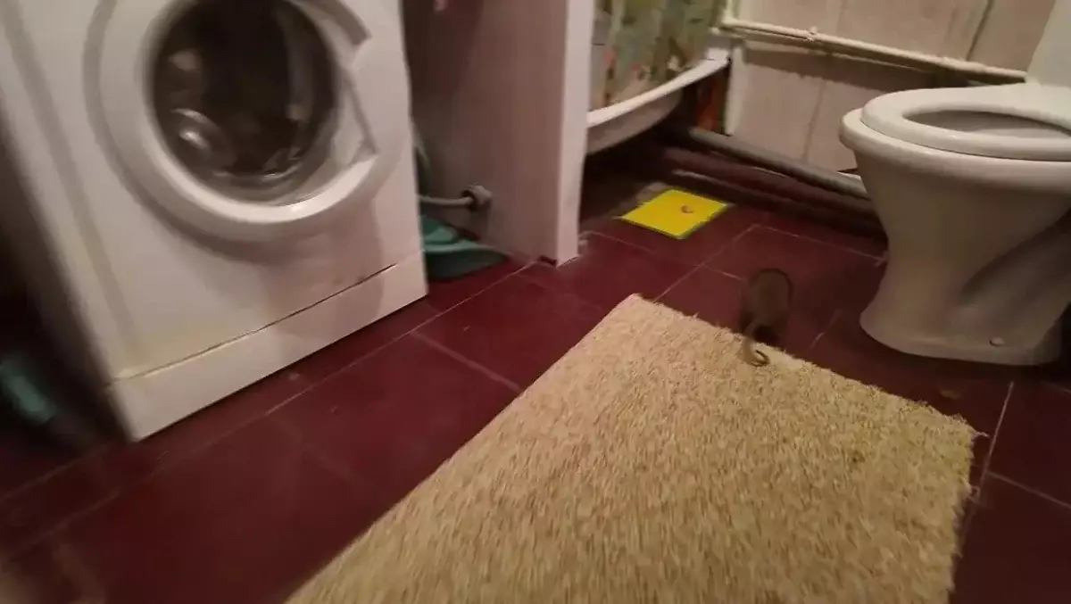 Егеуқұйрық қаптады: СҚО-ның тұрғындары балалар үшін алаңдап отыр