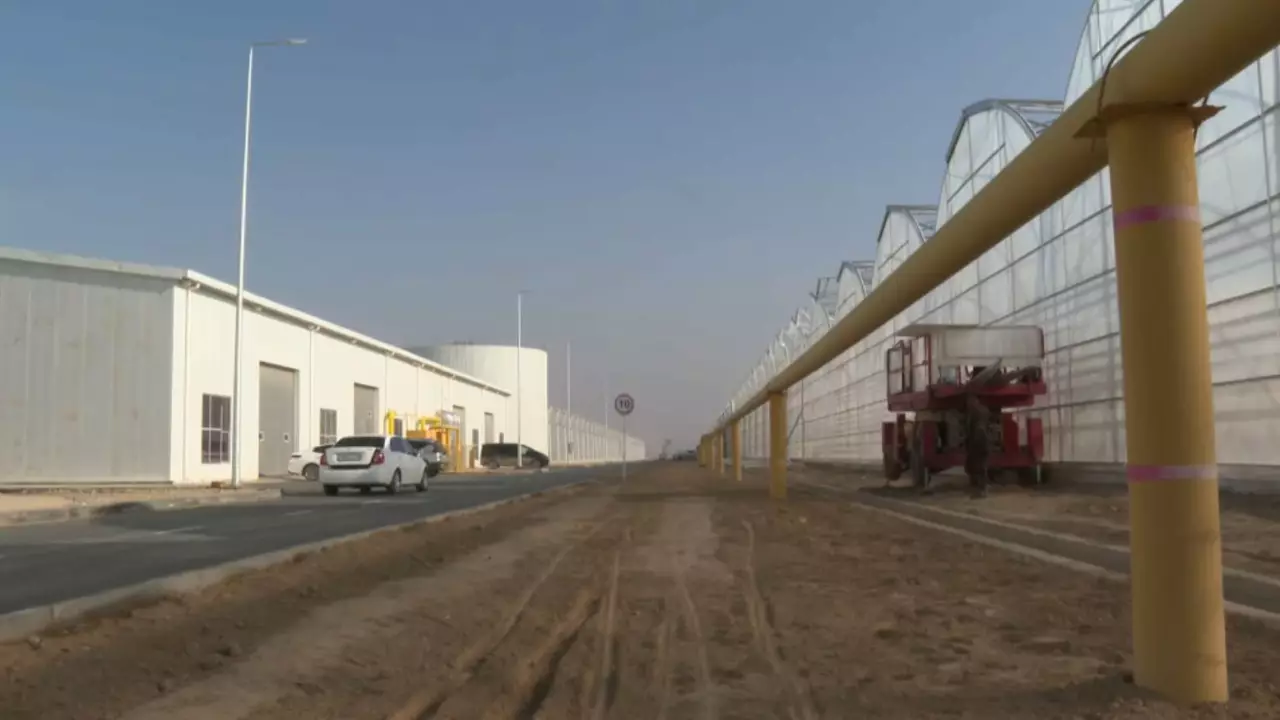 Шымкентте жаңа жылыжайдан алғашқы өнім алынды