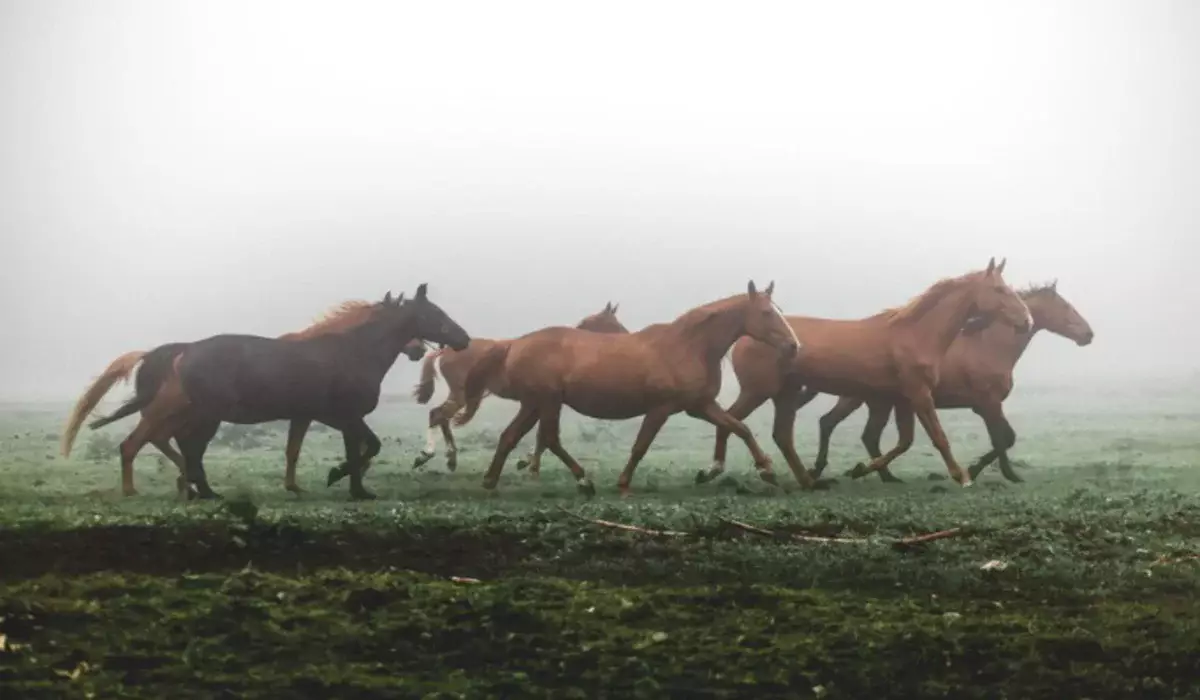 Крупное скотокрадство под Астаной: фермер организовал похищение 16 лошадей