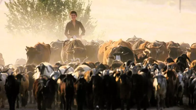 АДБ утверждает грант в размере 17 млн долларов США для цифровизации животноводства в Таджикистане.