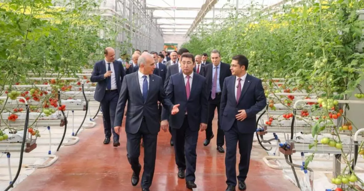  Шымкентте жылына 155 мың тонна қызанақ өндіретін жылыжай кешені іске қосылды 