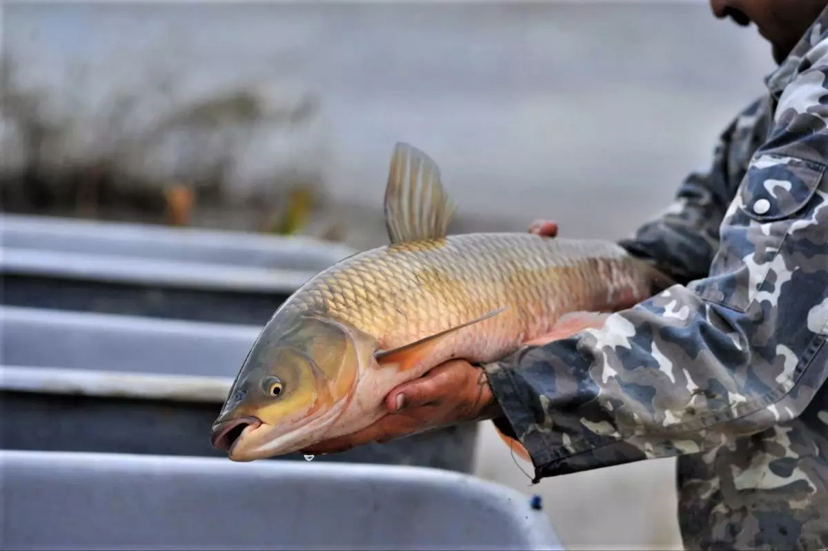 ШҚО-да биыл 2,5 мың тонна тауарлы балық өндіріледі