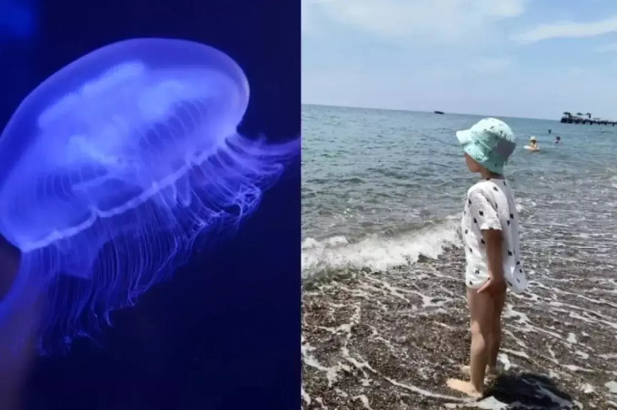 Медуза убила двухлетнего ребёнка на популярном пляже - новости на Lada.kz 21.11.2025