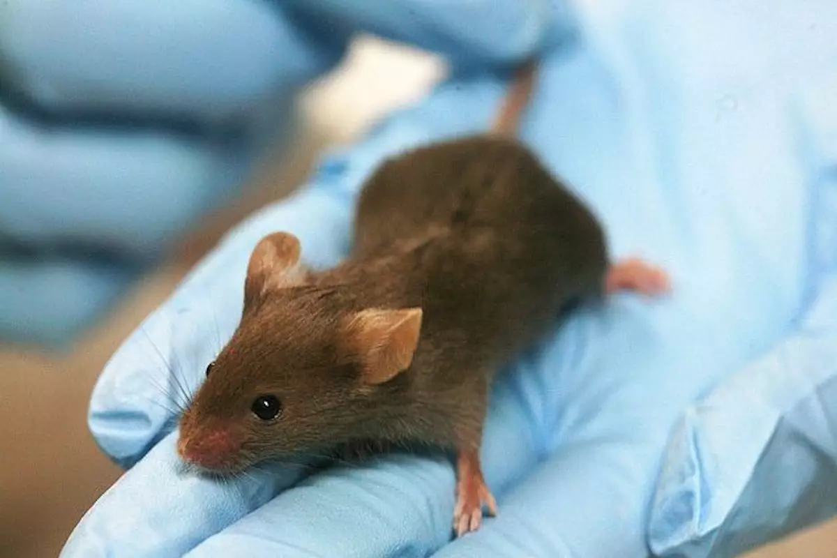 Школы и детские сады в одном селе Атырауской области закрыли из-за мышей