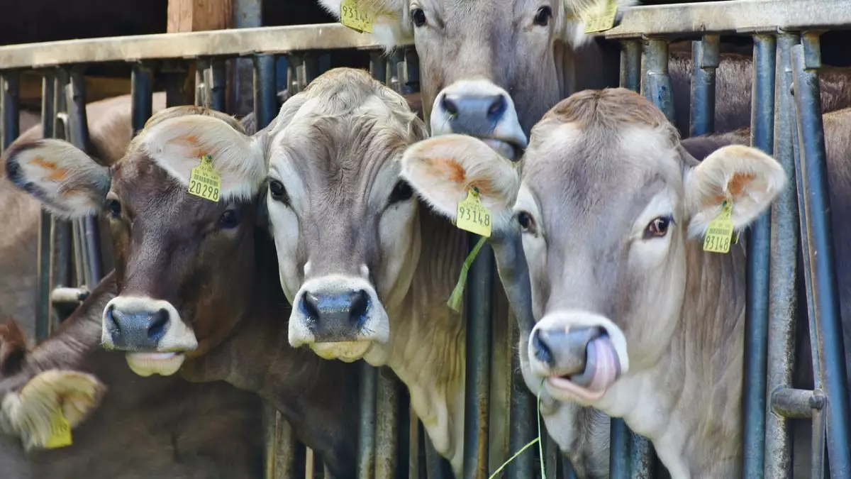 Жалған 100 мың мал тіркеп, 271 млн субсидия жымқырғандар сотталды