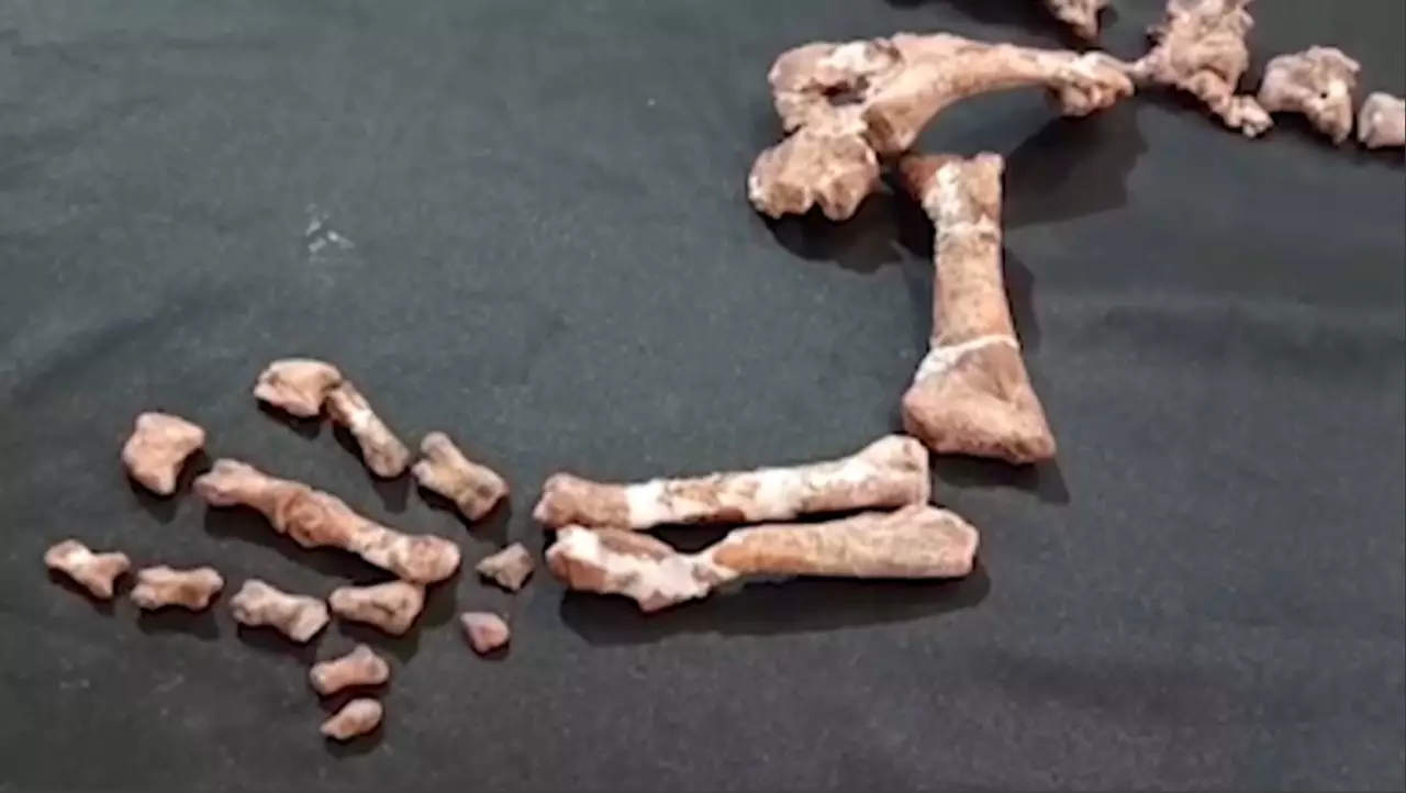 Аргентинада 230 млн жыл бұрынғы динозаврдың сүйегі табылды