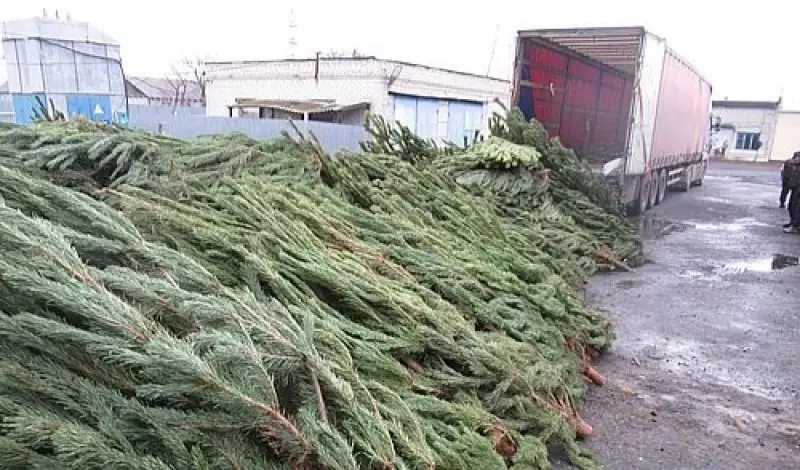 В Казахстан не пустили новогодние ёлки