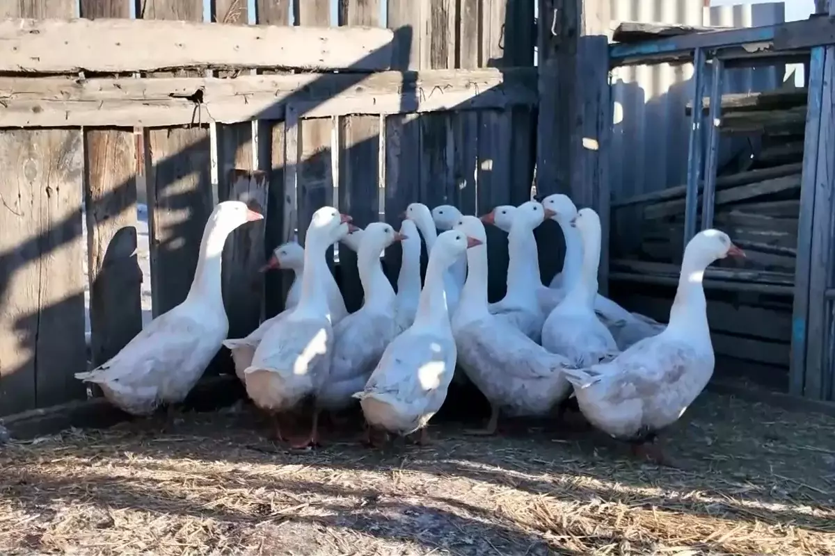 Птичий грипп или пастереллёз: в СКО в селе Шуховское спорят о причинах массового падежа птицы