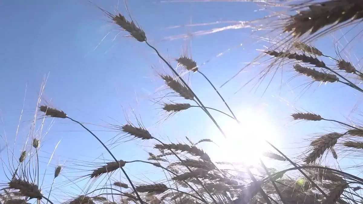 Арменияға Қазақстан бидайының алғашқы 1 мың тоннасы жеткізілді