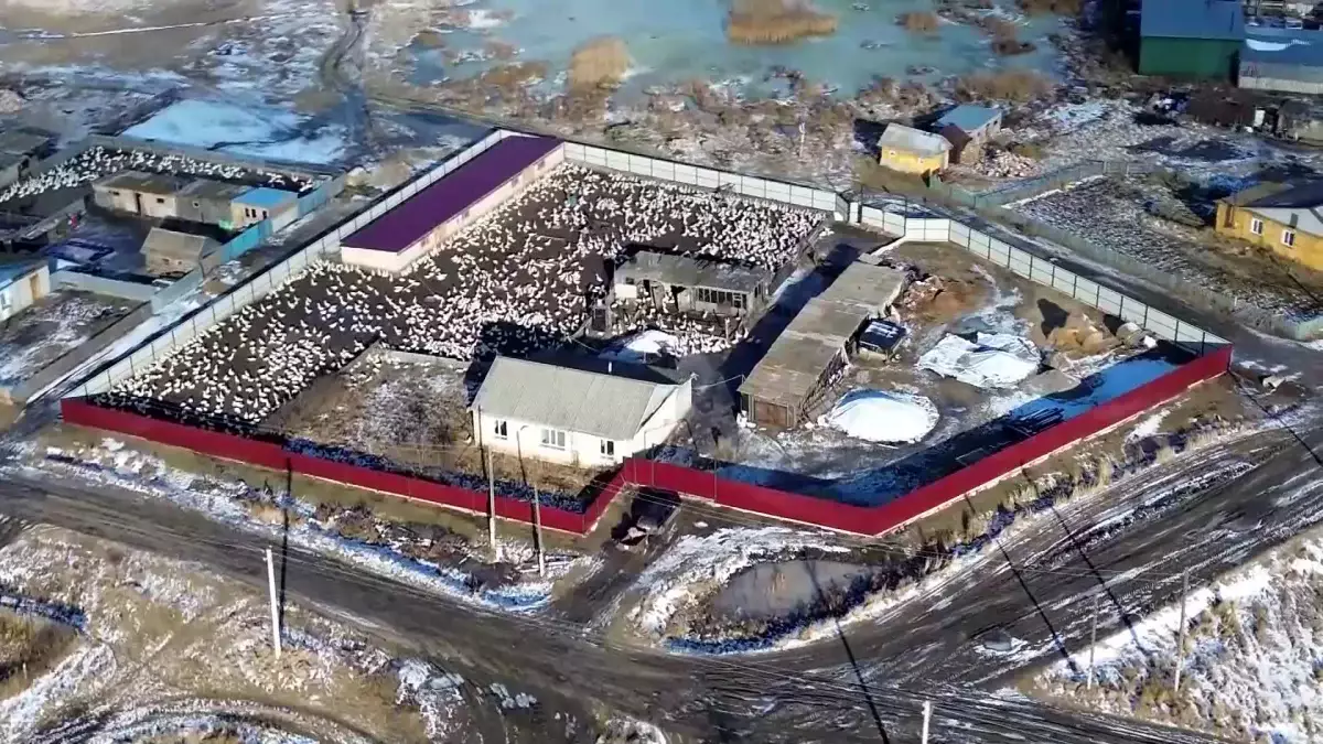 Құс тұмауы жоқ: СҚО тұрғындары ресми ақпаратқа сенбейді