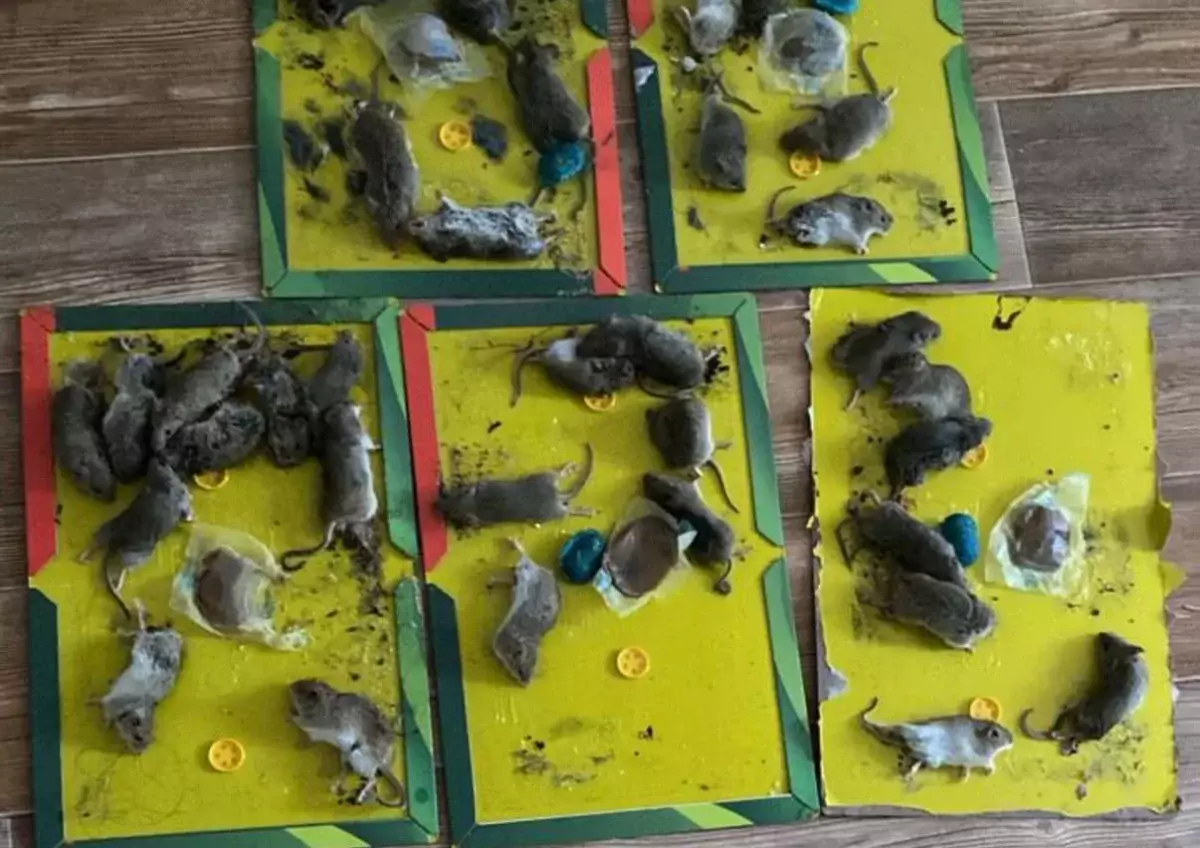 В Атырау из-за крыс закрывают школы и детсады