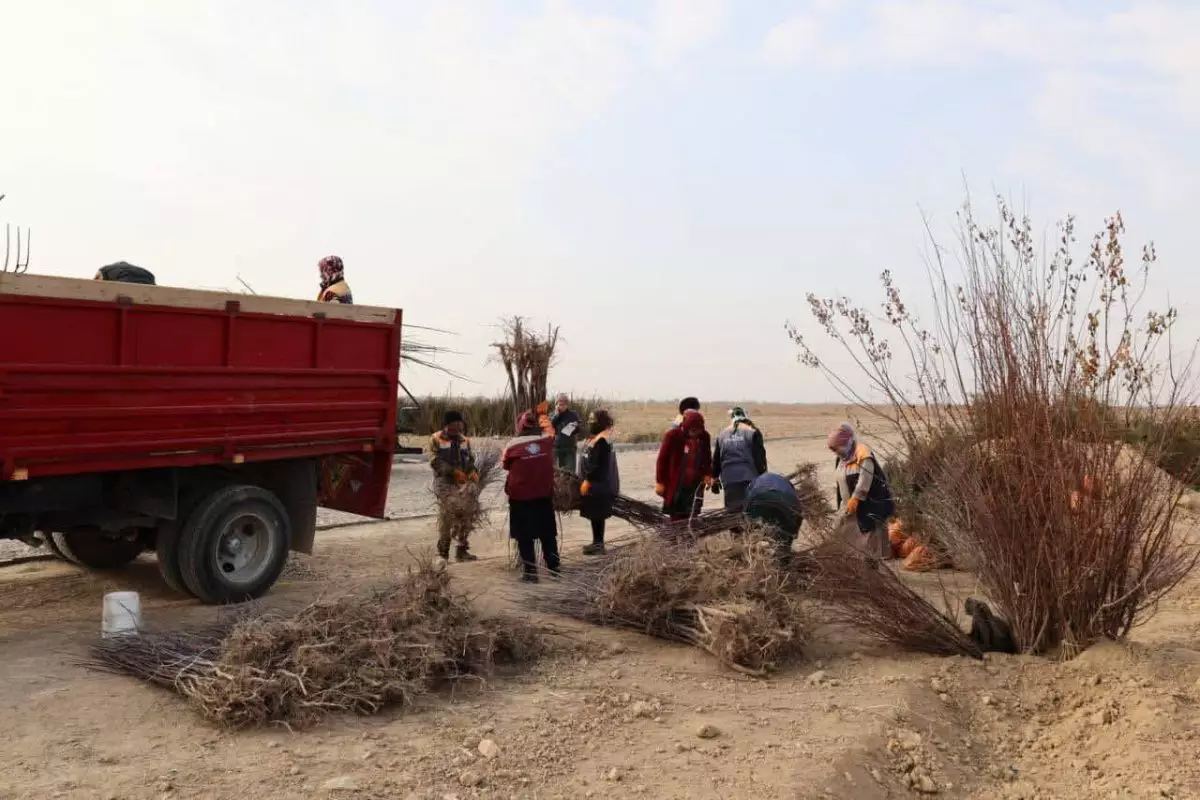 Түркістанның экологиялық тынысы: 10 гектар аумақта жаңа тұқымбақ іске қосылды