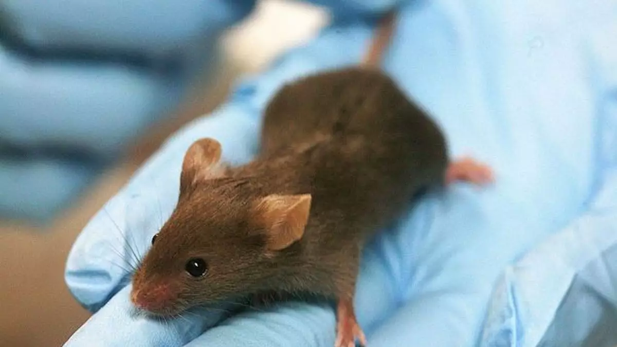 Атырау облысында мектептерді тышқандар басып кетті: Оқушылар онлайнға көшті