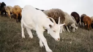 Түркістан облысында жоқ малға субсидия алған ветқызметкерлер сотталды