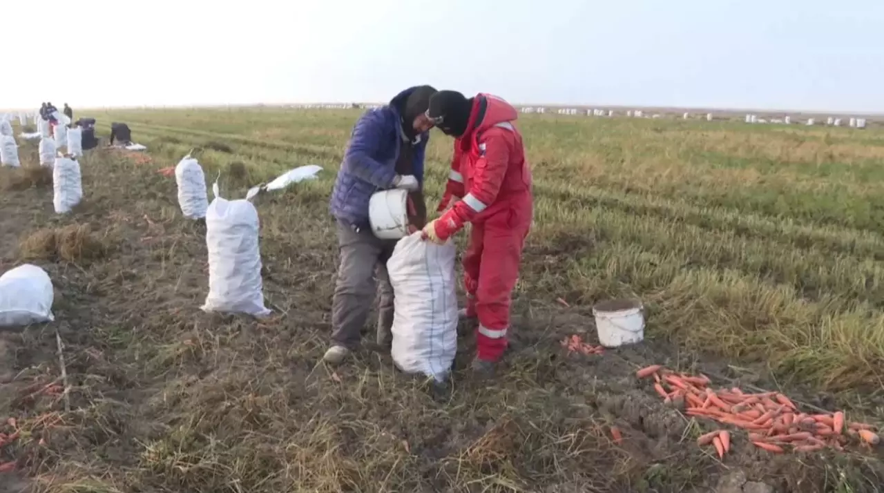 Уборочную кампанию завершают в Атырауской области