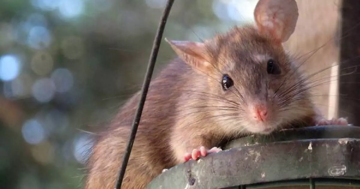  «Үйлердің іші сасып кеткен»: Атырау облысы Махамбет ауданында тышқан қаптады 