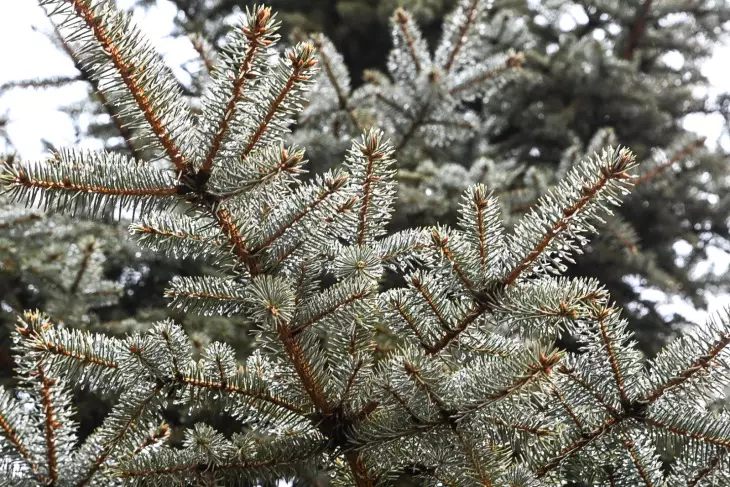 Более тысячи рождественских деревьев пытались вывезти незаконно в Казахстан.