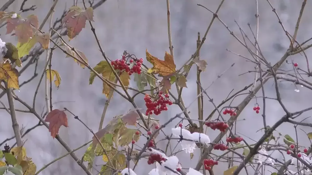 Бүгін кей өңірде жауын-шашын болуы мүмкін - ауа райы болжамы