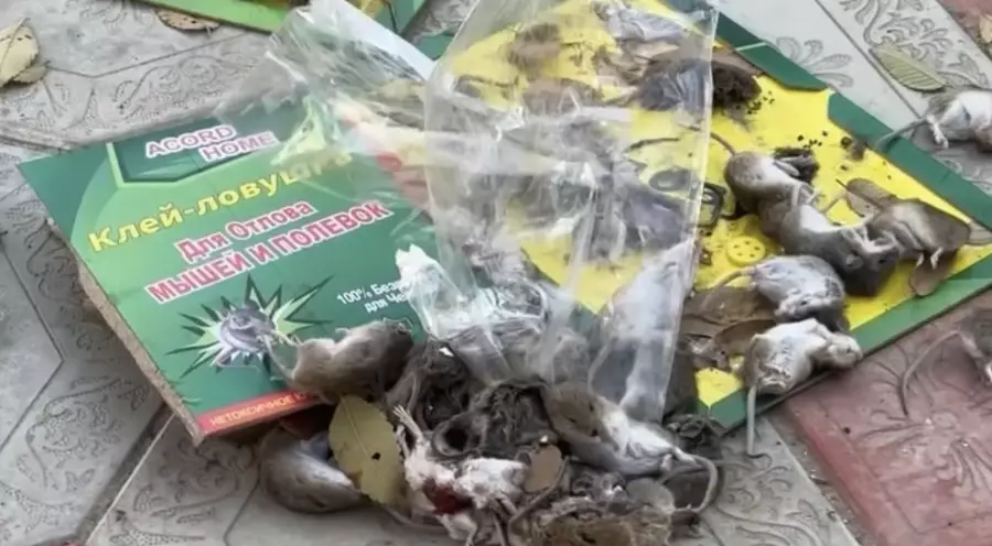 Махамбет ауданында тышқан қаптаған: мектеп пен балабақша жабылды