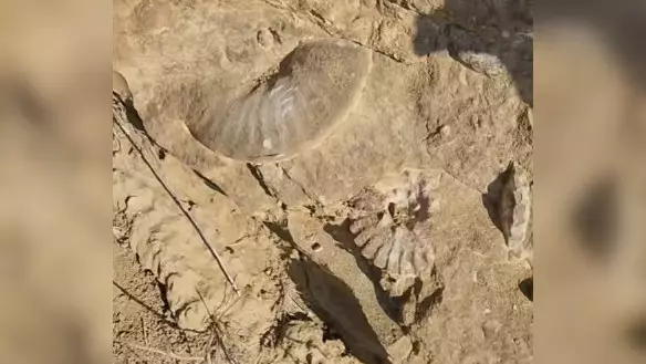 На месте древнего океана: в Мангистау показали окаменевшие ракушки в скалах