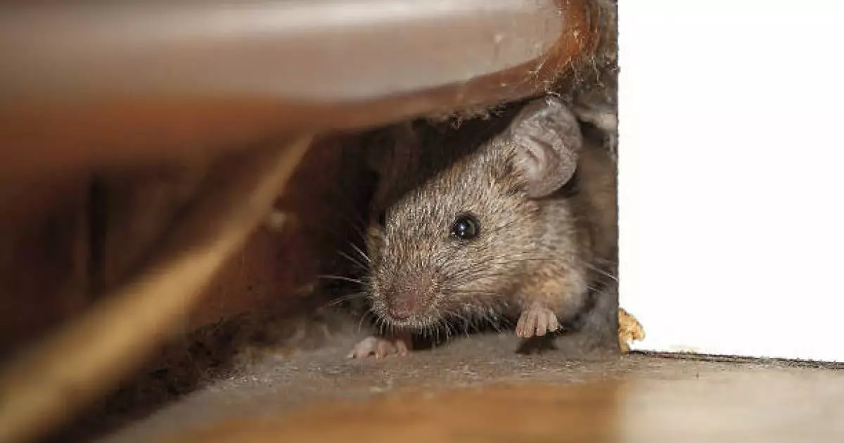  «Масқара болды»: Атырау облысындағы аудандардың бірінде тышқан қаптады 