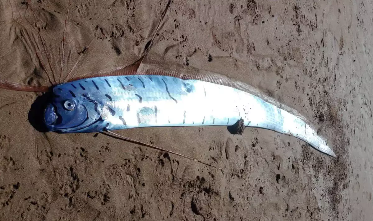 Гигантскую «рыбу Судного дня» выбросило на берег в Австралии