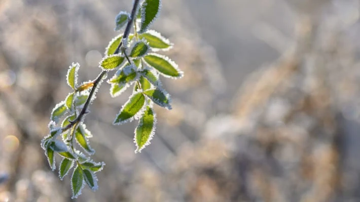 Узгидромет рассказал, какой будет предстоящая зима