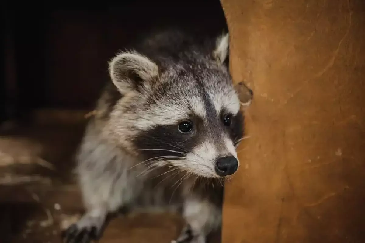 Милее и ближе: еноты могут стать следующими домашними питомцами американцев