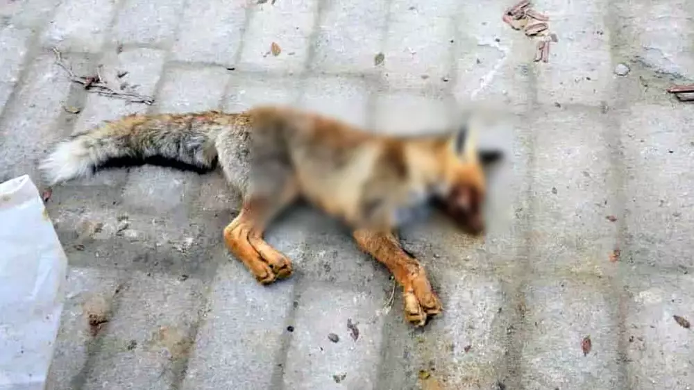 Лиса набросилась на детей в Мангистау