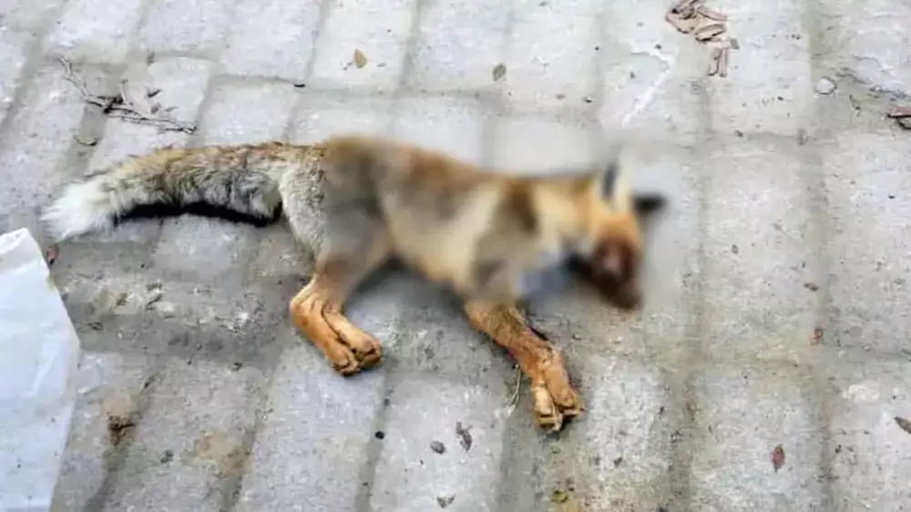 Маңғыстауда түлкі оқушыларға шапқан