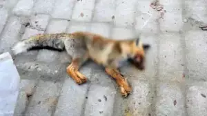 Бейнеуде екі оқушыны жабайы жануар тістеп алды