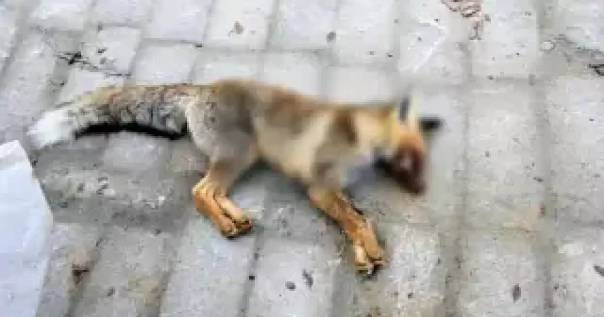  Маңғыстауда түлкі оқушыларға шапқан 